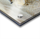 Crab on the Beach 2 Acrylic print