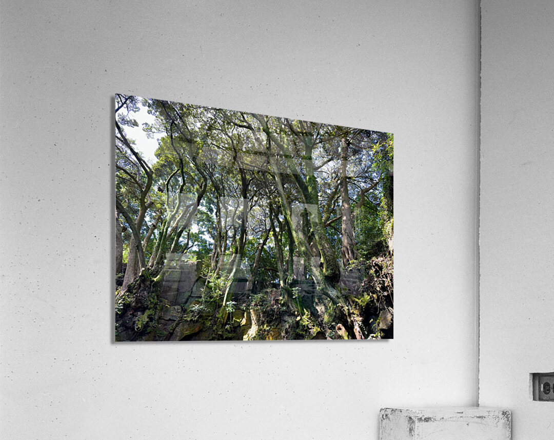 Trees Roots Jeju South Korea Acrylic Print