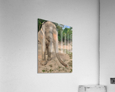Elephant Trunk Sideways  Acrylic Print