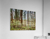 Through the Trees 2  Acrylic Print