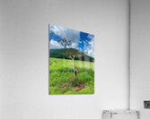 The Tree Jeju South Korea  Acrylic Print