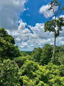 Kabili Sepilok Forest Reserve 1