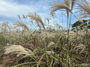 Stone Park Jeju South Korea 1