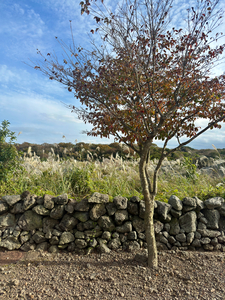 Stone Park Jeju South Korea 6