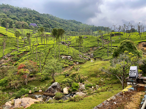 101 Tea Plantations