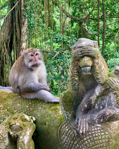 Are you for Real Monkey 