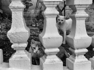 BW Cats Peaking Through
