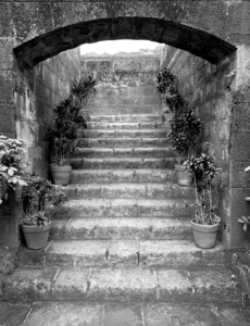 BW Stairs  Plants