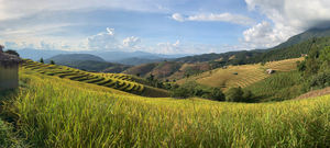 Beautiful Rice Field 2