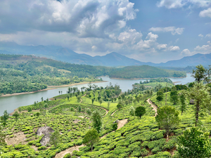 Beautiful River Through Tea Plantations