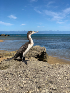 Bird Looking Straight Ahead