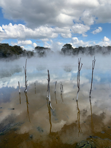 Branches reflections