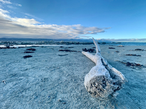 Broken Wood Perspective