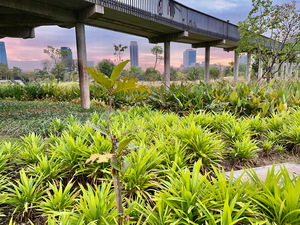 City Under the Bridge