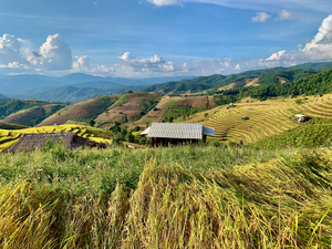 Colorful Rice Fields