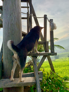 Dog Watching the Sunset