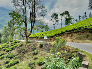 Drive Through Tea Plantations