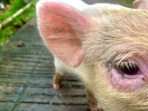 Pig Eye