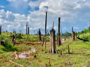 Field of Broken Trees