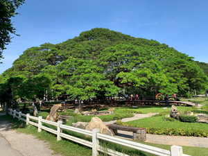 Giant Raintree 1