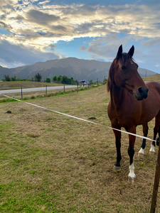 Horse by the Mountains