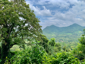 Jungle View