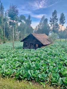 Little Cabbage House