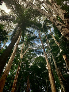 Look Up at the Trees