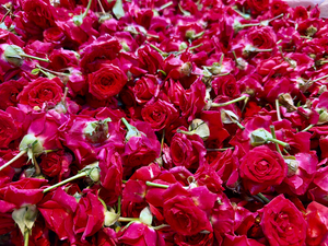 Many Roses