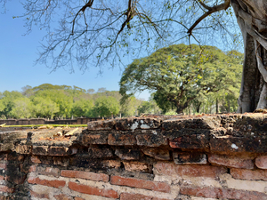 Nature Behind the Wall