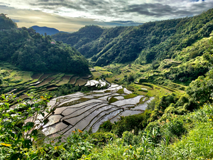 Nice Watery Rice Fields