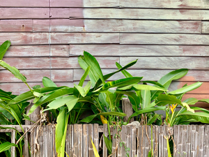 Plants Growing on the Side of the House