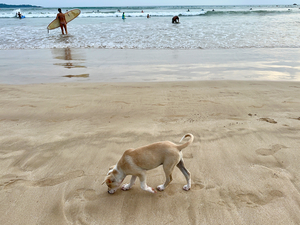 Puppy Walking on the Beach