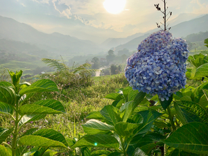 Purple Flowers for Sunset
