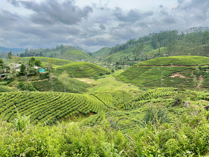 Tea Plantation Hills