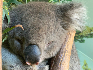Sleep Well Koala