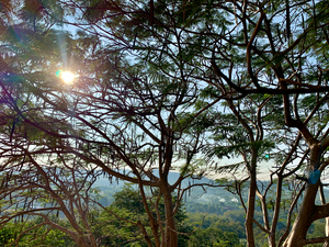 Sun Through the Tree