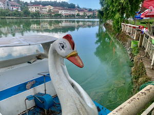 Swan Boat on the Lake
