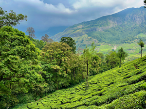 Tea Plantations 1