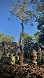 Temple Tree 2