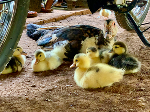 The Duck Family