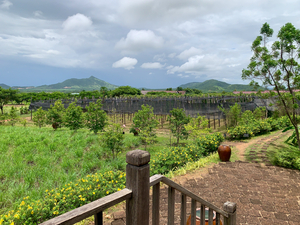 The Pepper Plantations