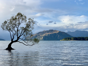 The Wanaka Tree New Zealand