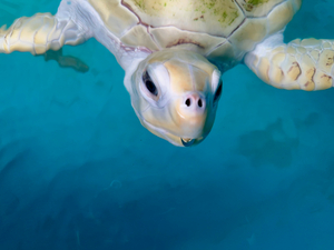 The White Turtle