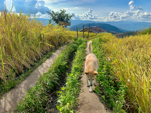 Vagabond Dog