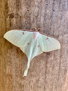 White Butterfly