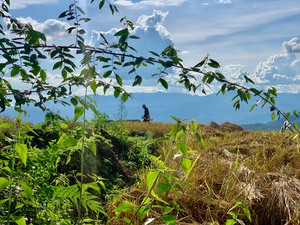 Working the Rice Fields