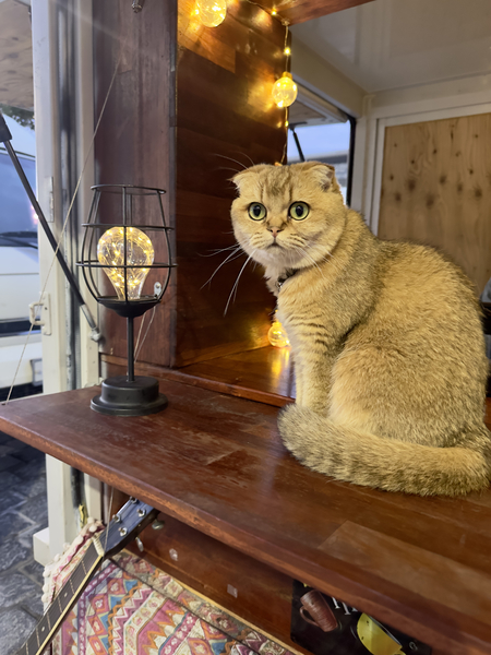 Cuty Cat Jeju South Korea Print