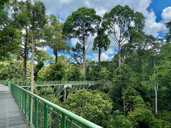 Kabili Sepilok Forest Reserve 2 Print