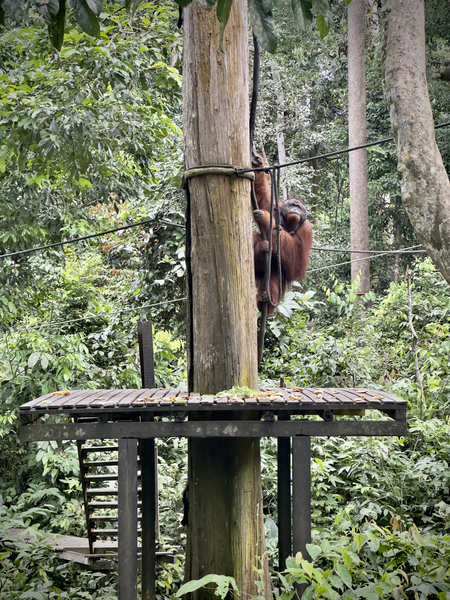 Kabili Sepilok Forest Reserve Orangutans 2 Print
